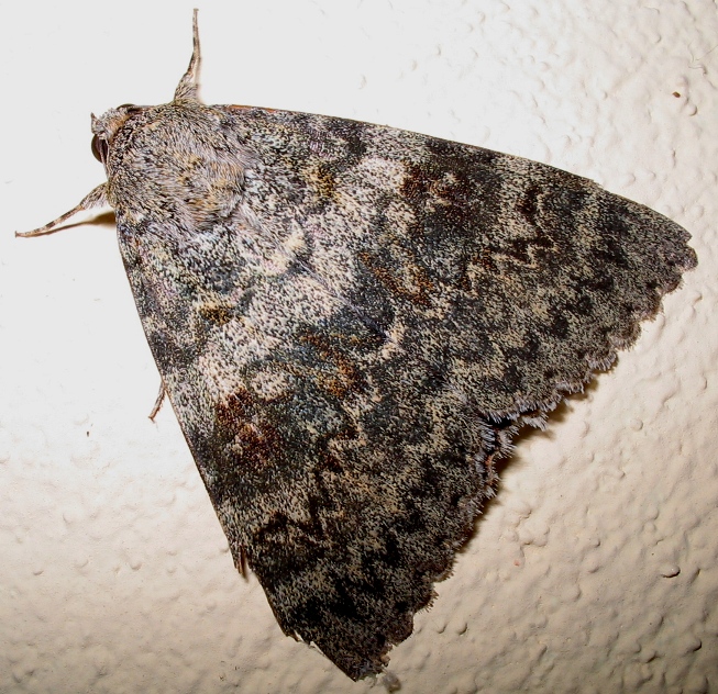 Catocala elocata: farfalla notturna